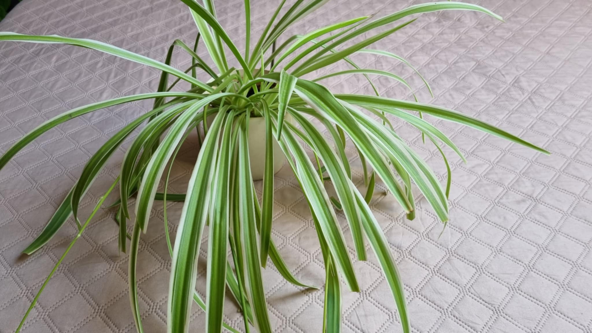 Spider Plant